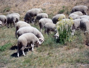 flock of sheeps thumbnail