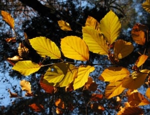 yellow leaves thumbnail