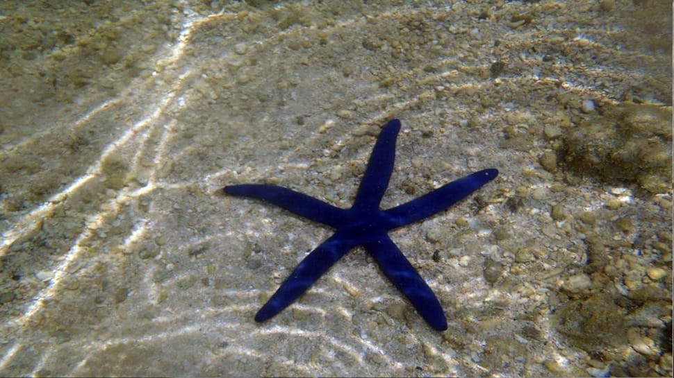 blue starfish preview