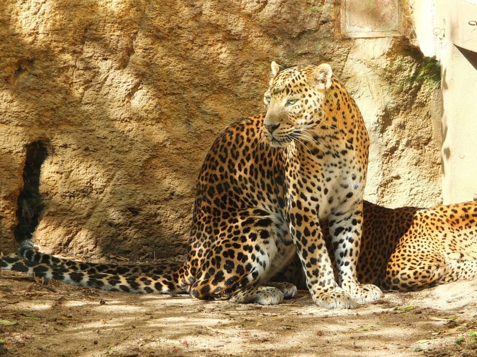 two leopard near the grey rock during daytime preview