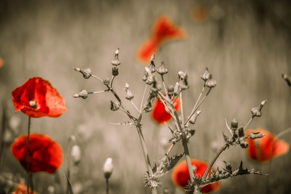 red petaled flowers on focus photo preview
