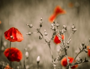 red petaled flowers on focus photo thumbnail