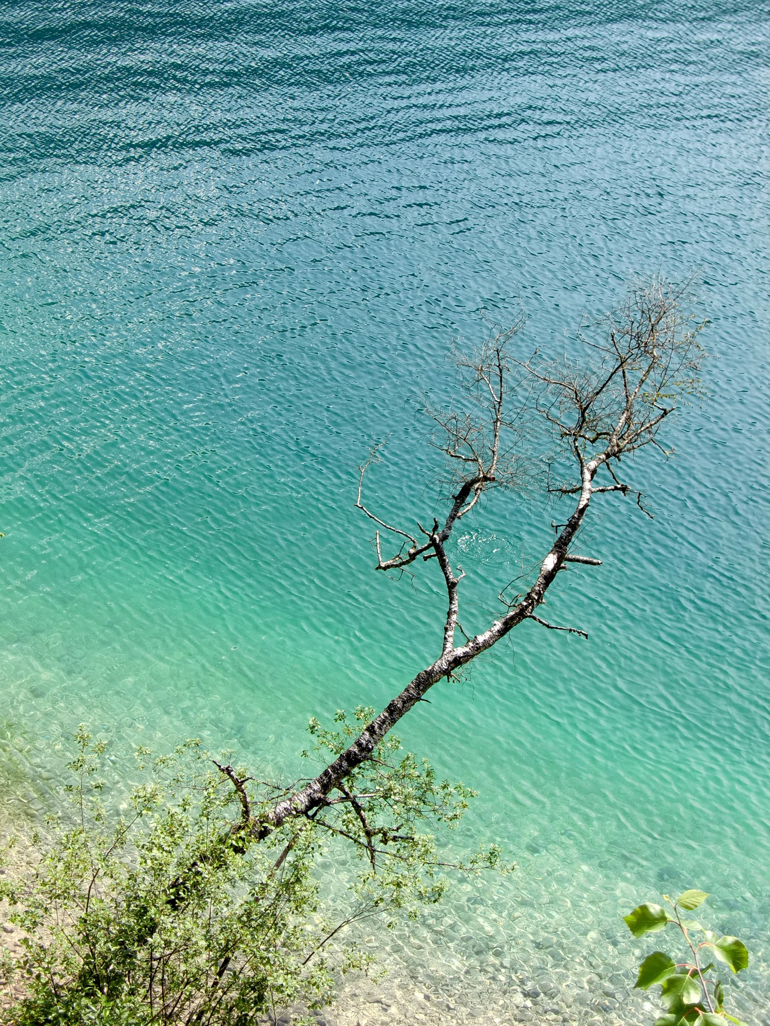 body of water near green trees