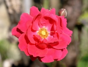 pink and yellow flower during daytime thumbnail
