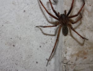 closeup photo of recluse spider thumbnail