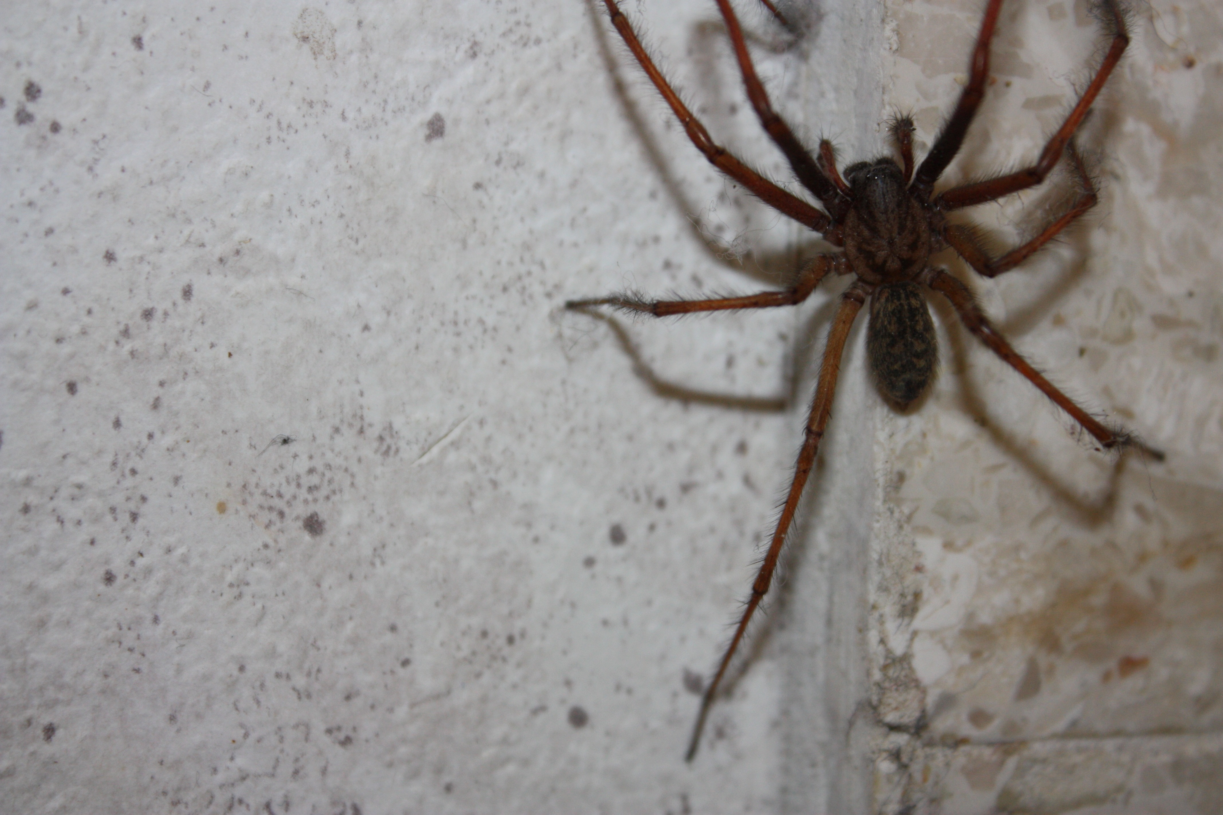 closeup photo of recluse spider