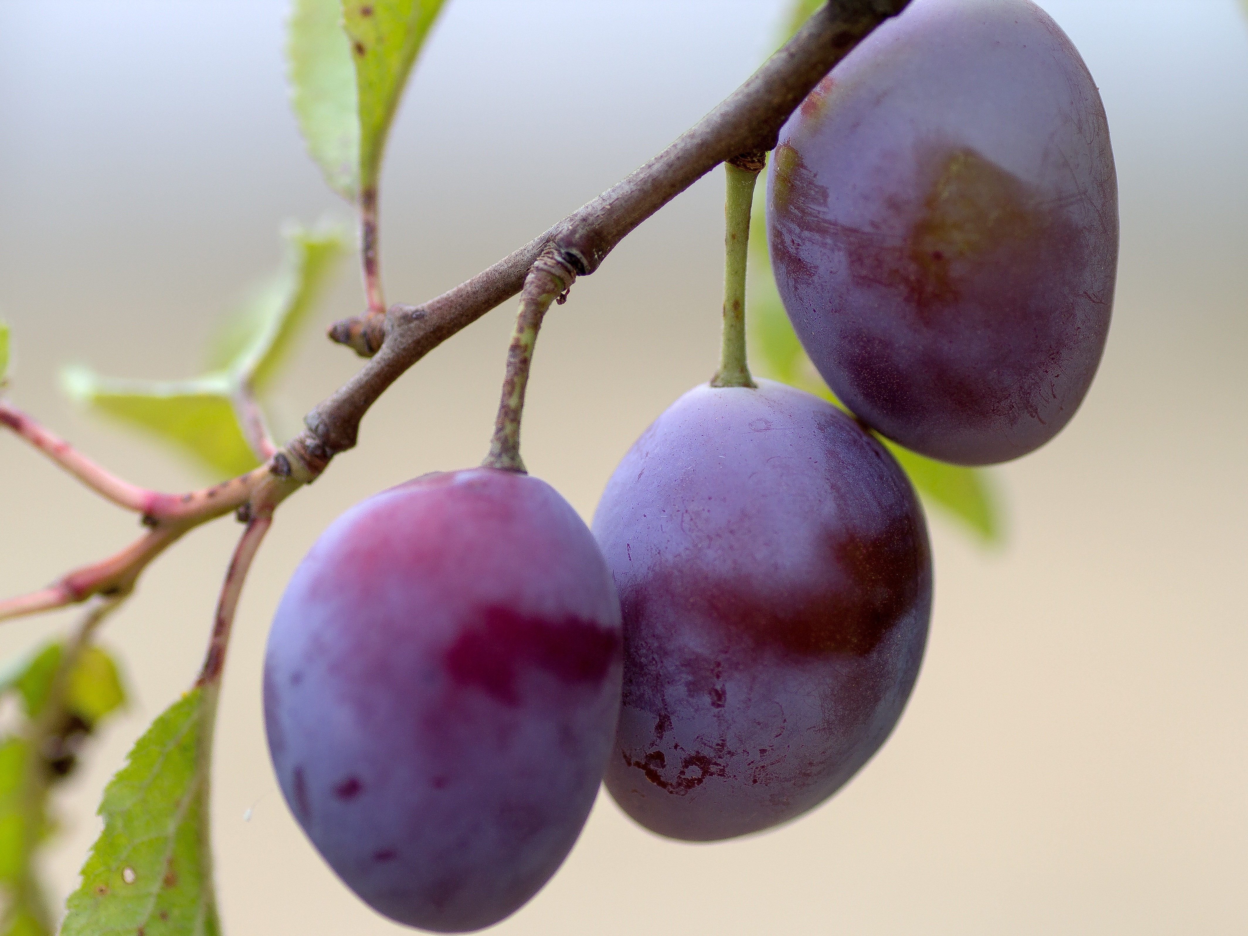 purple oval fruit