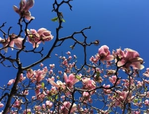 cherry blossoms thumbnail
