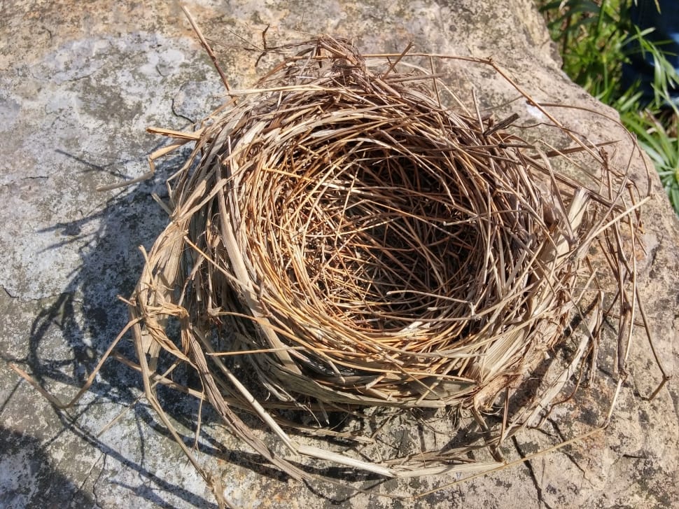 bird's nest preview