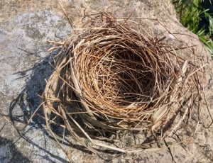 bird's nest thumbnail