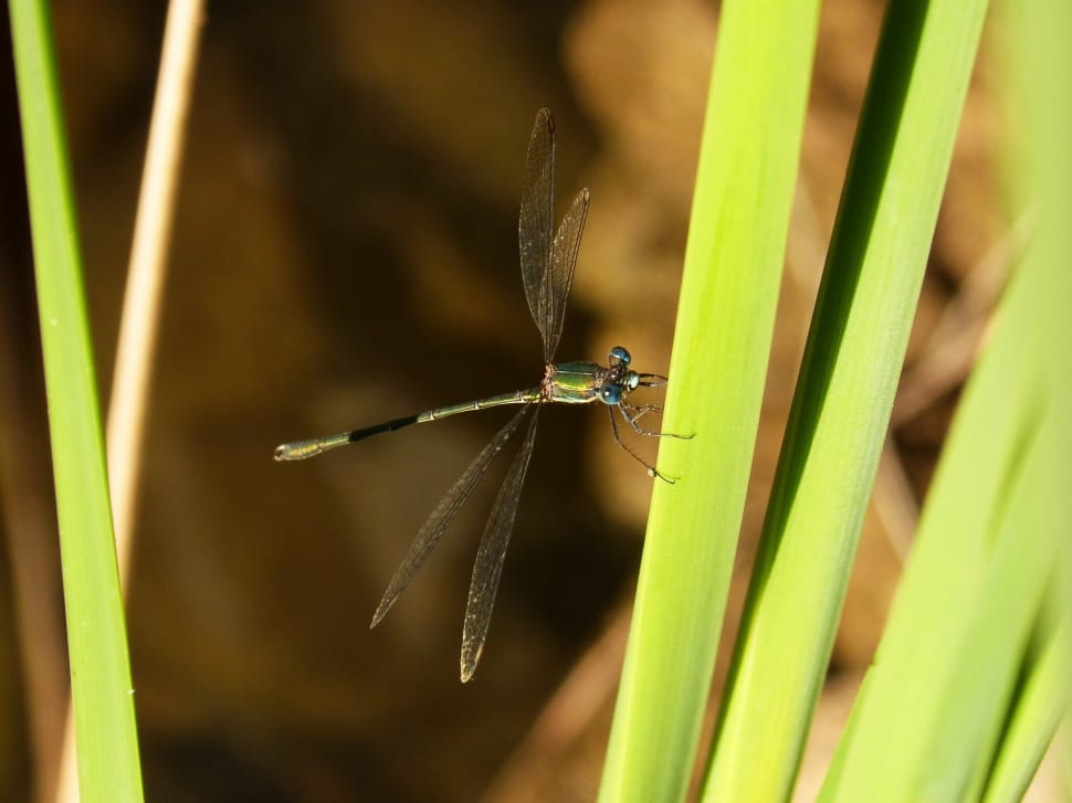 River, Dragonfly, Leaf, Green, insect, one animal preview