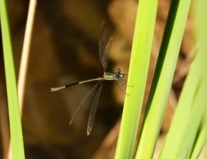 River, Dragonfly, Leaf, Green, insect, one animal thumbnail