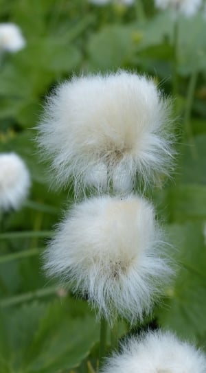 Scheuchzers Cottongrass, nature, white color thumbnail