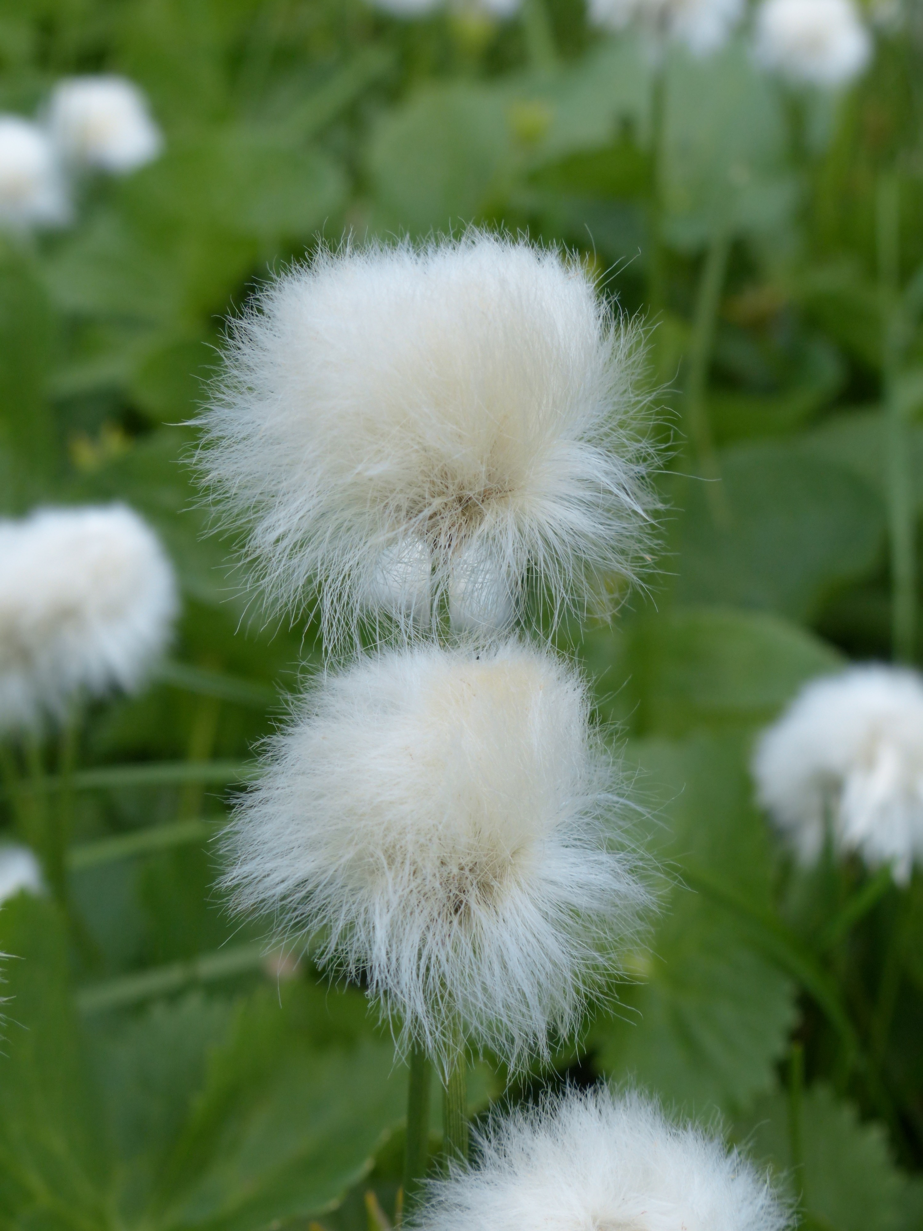Scheuchzers Cottongrass, nature, white color