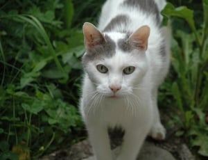 white and grey short fur cat thumbnail