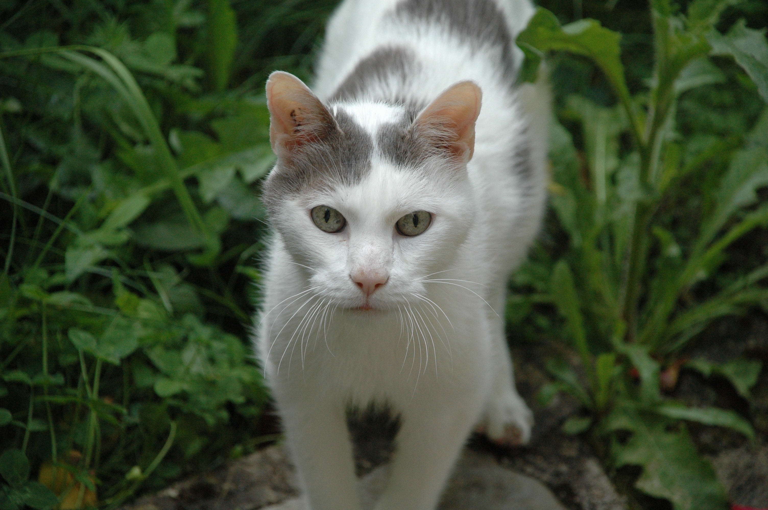 white and grey short fur cat
