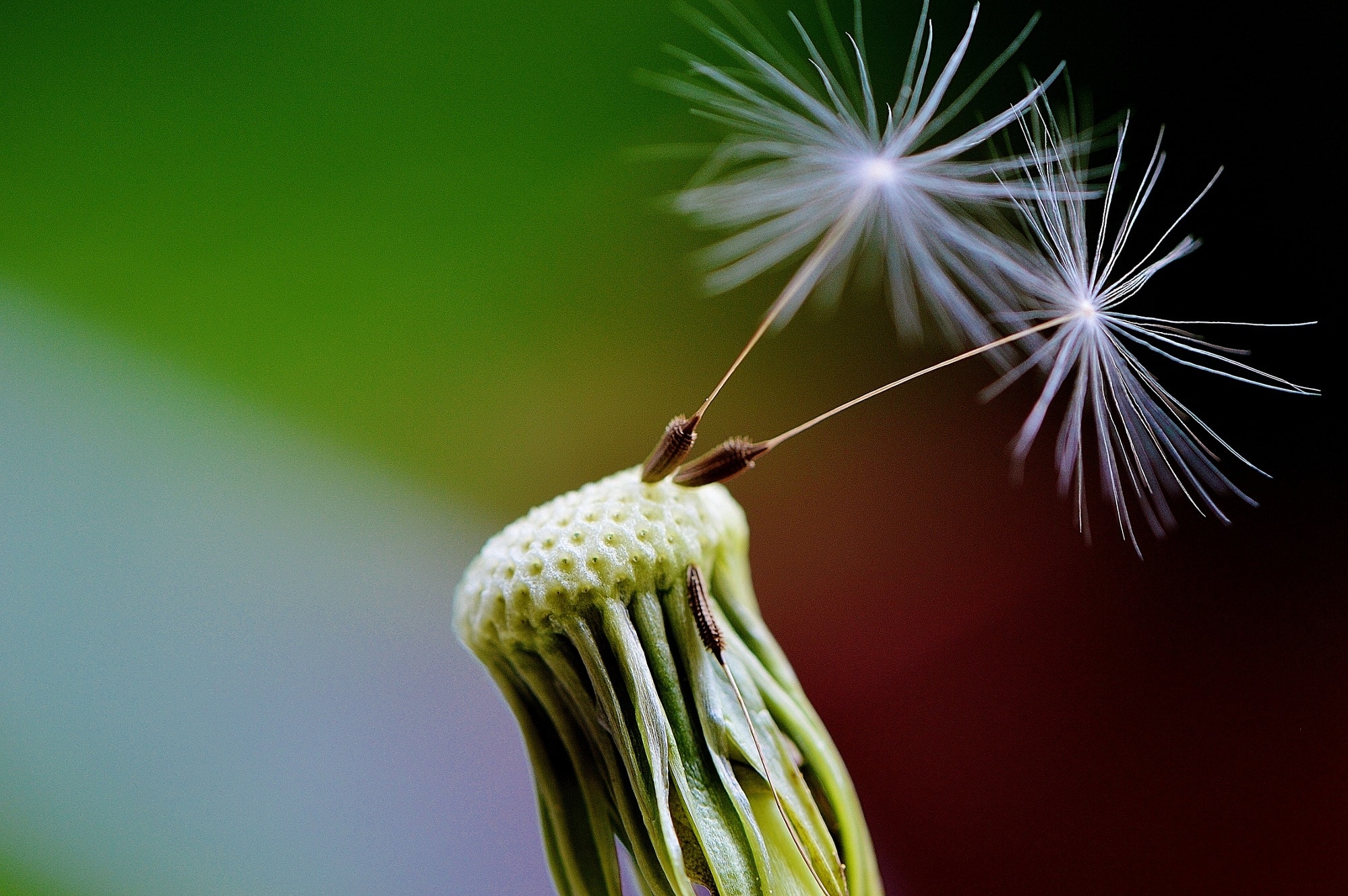 close up shot of dandelions