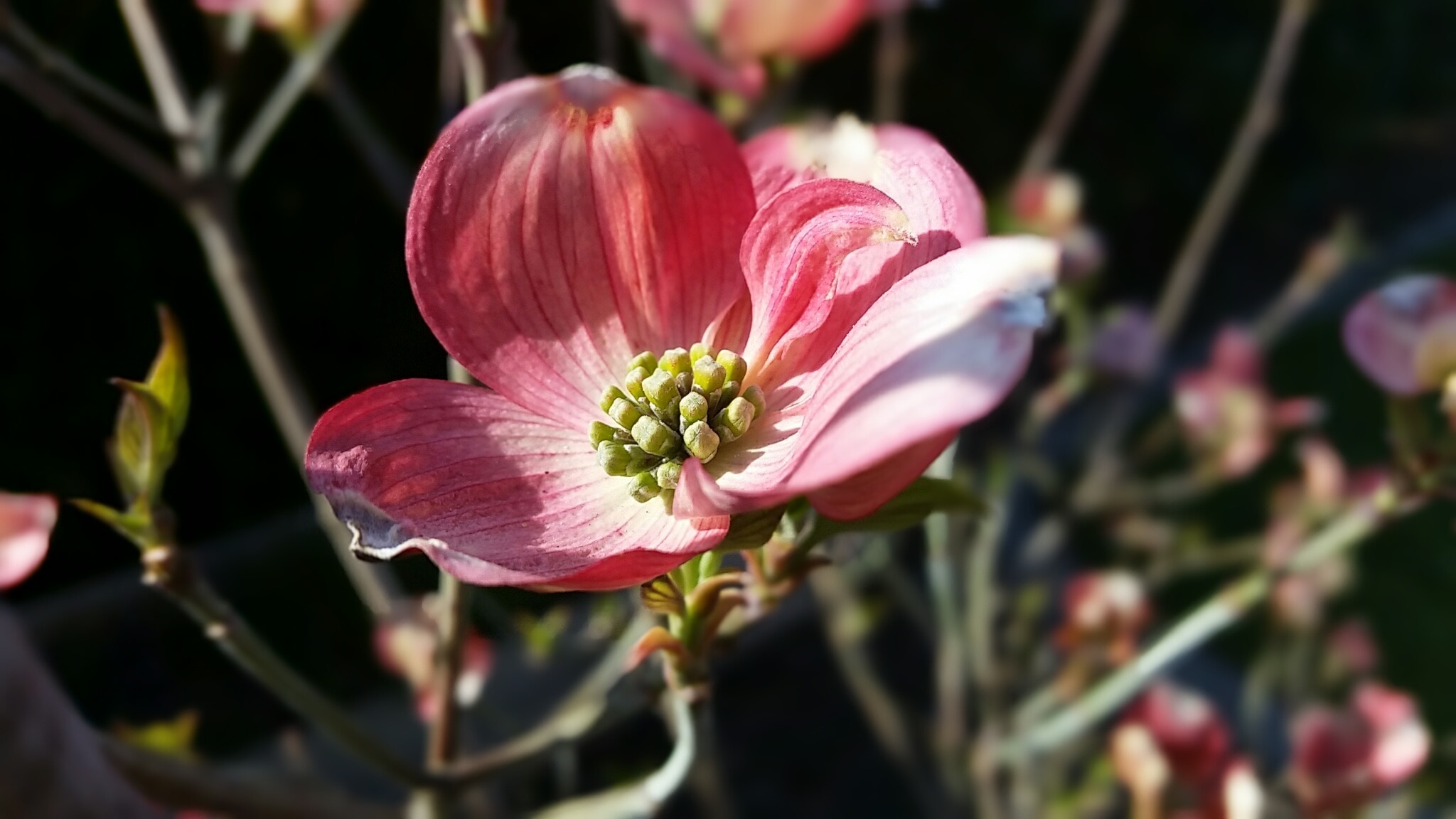 close up photo of red-and-white petaled flowers