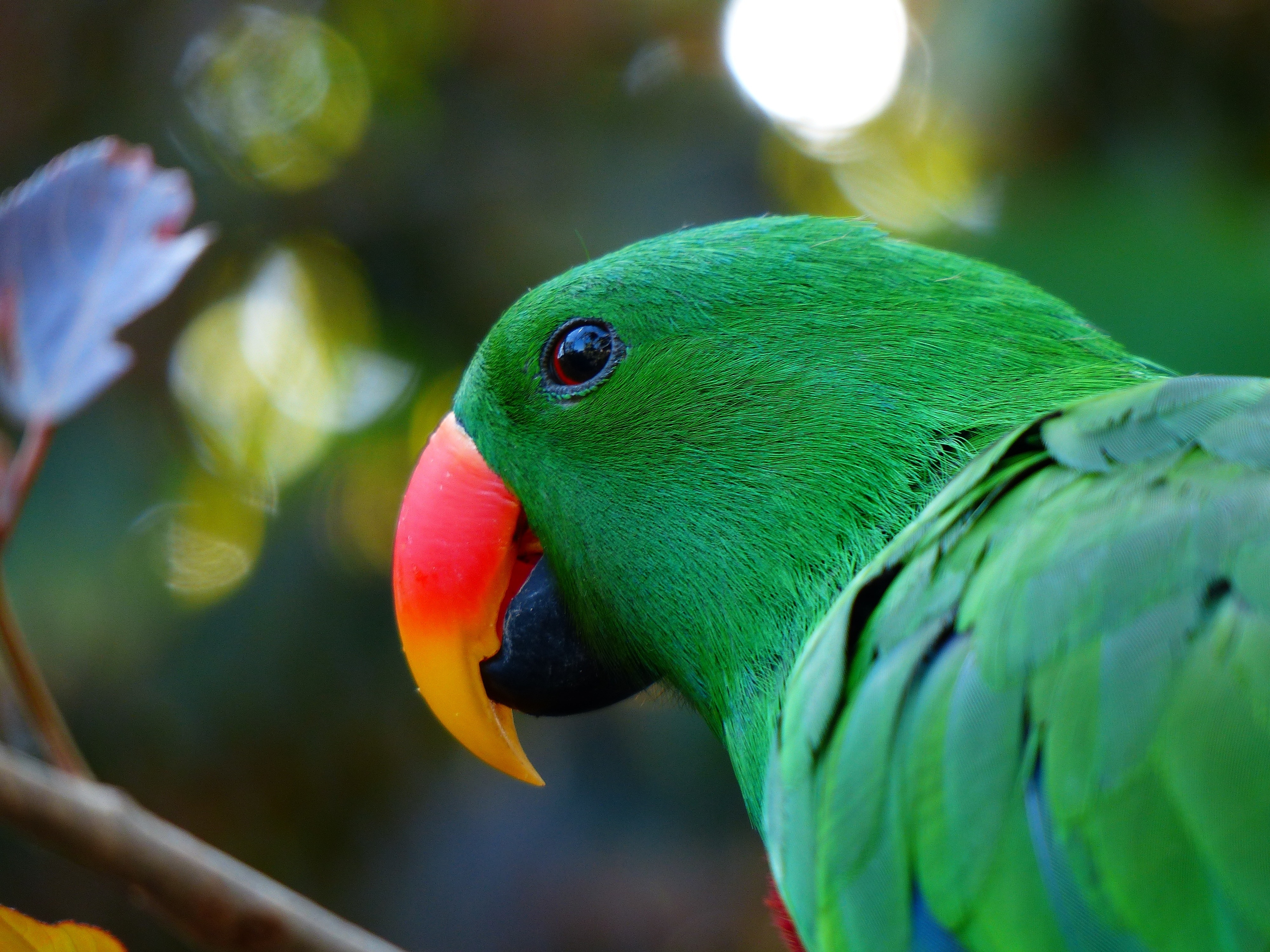 Bill, Green, Plumage, Parrot, Red Orange, parrot, one animal