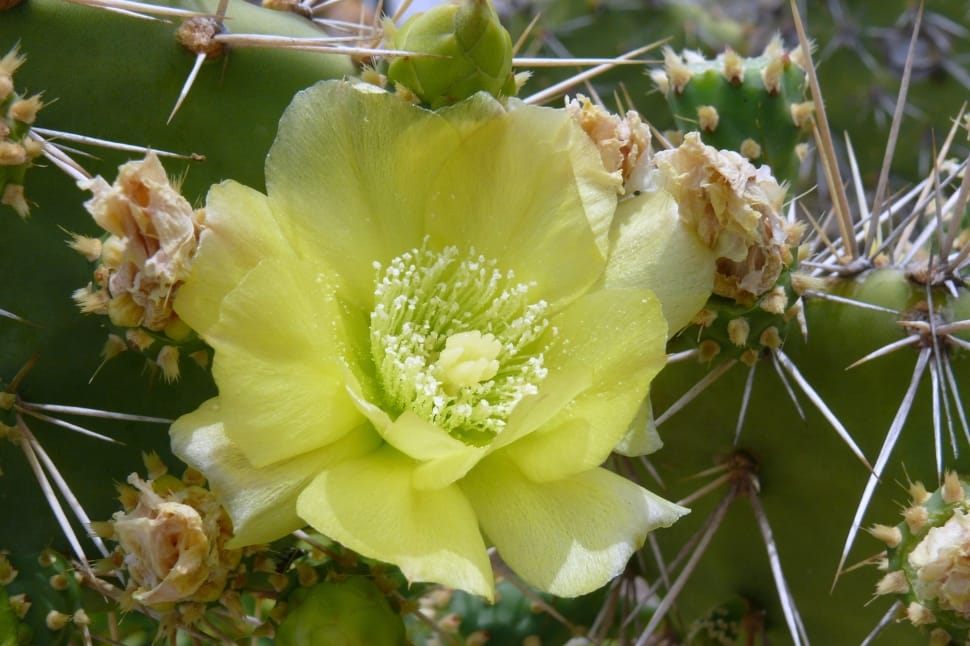 Flowers, Cactus, Blossom, Yellow, green color, vegetable preview