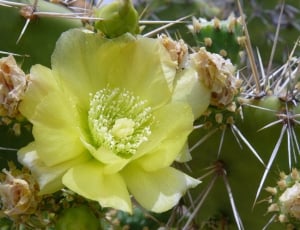 Flowers, Cactus, Blossom, Yellow, green color, vegetable thumbnail