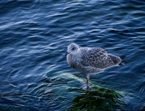 female gull on body of water thumbnail