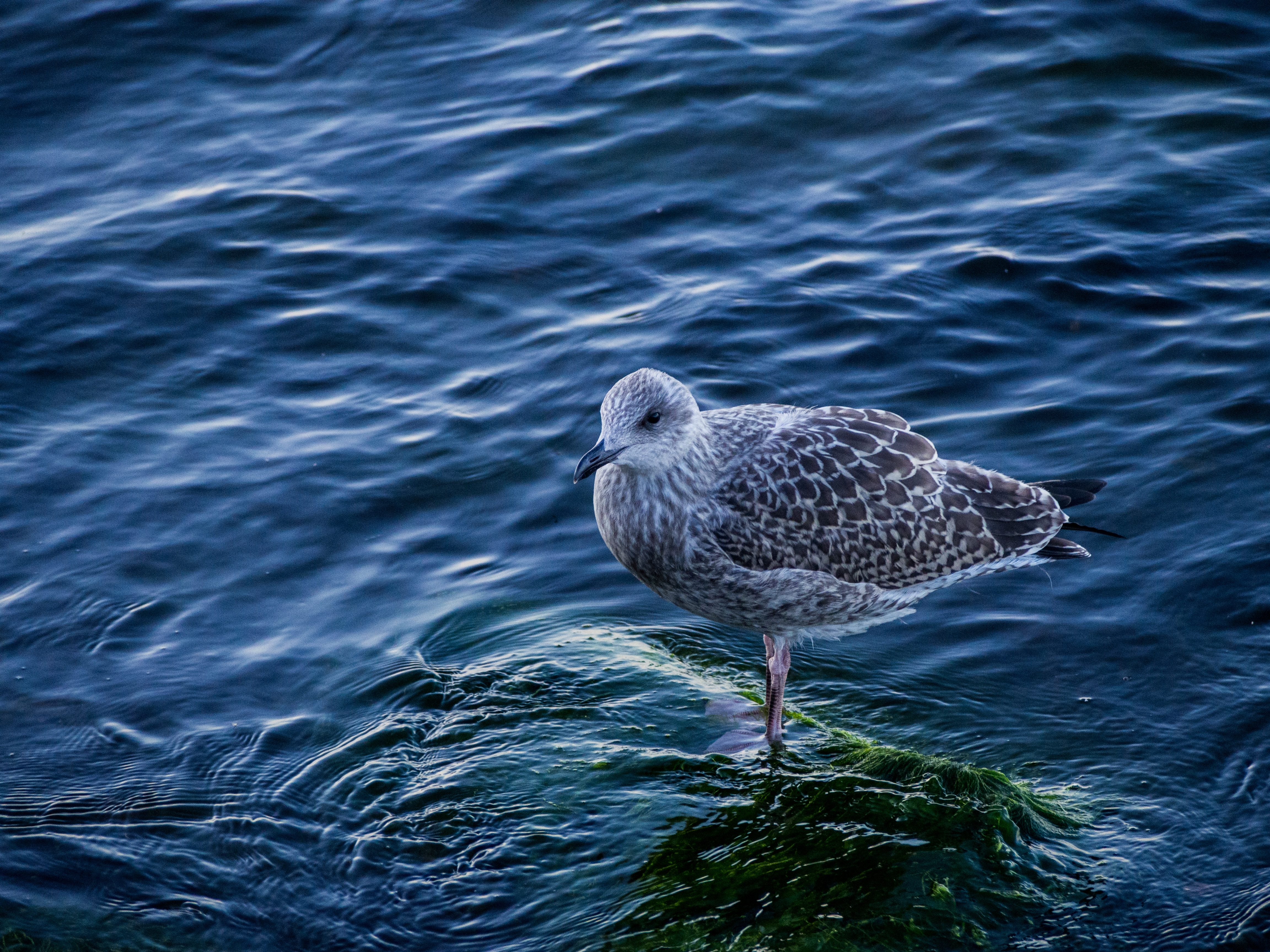 female gull on body of water