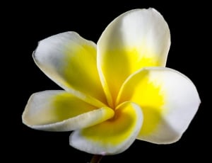 close-up photography of yellow and white petaled flower thumbnail