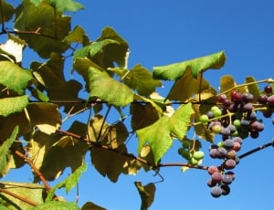 grape fruit photo thumbnail