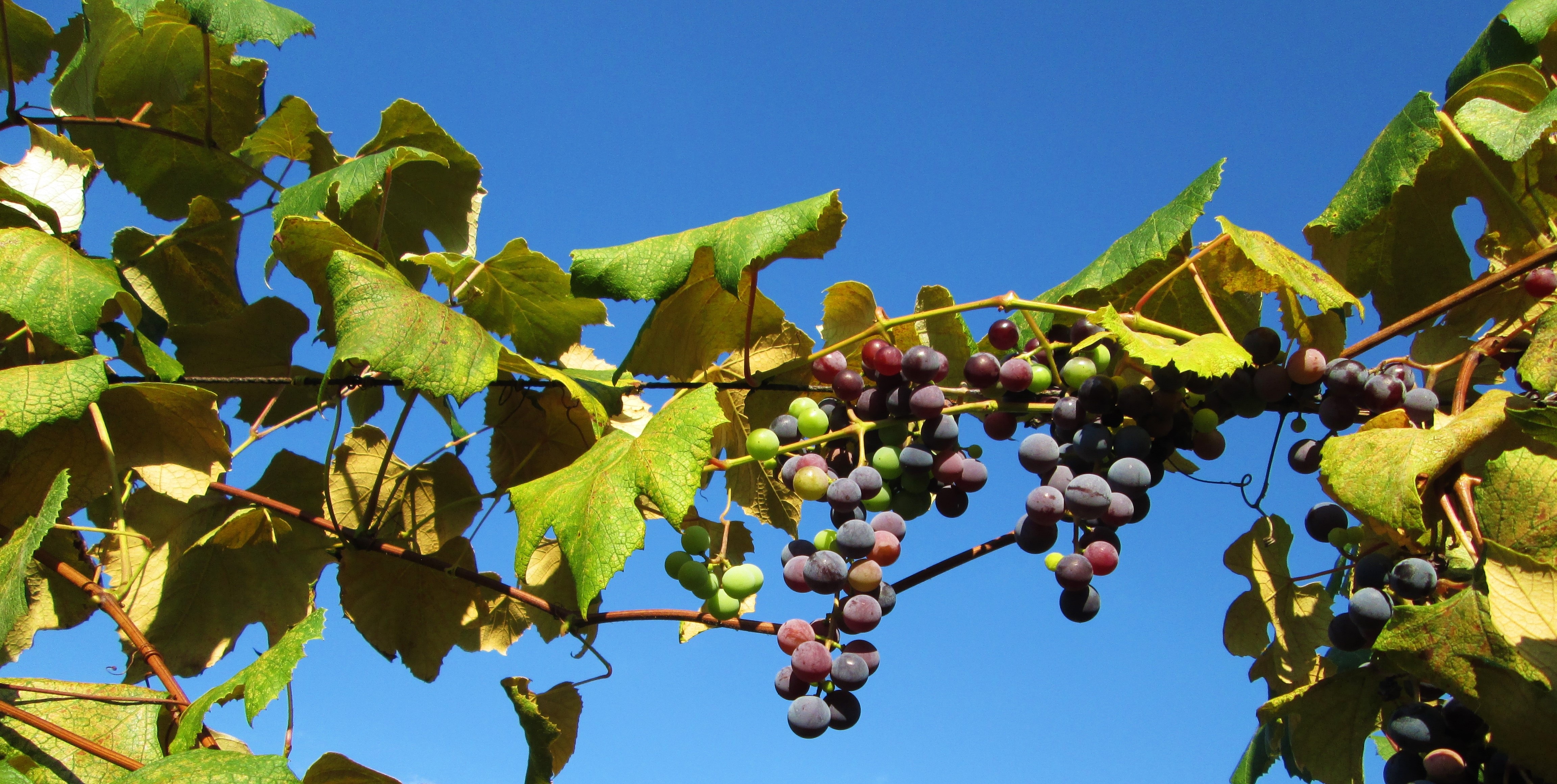 grape fruit photo