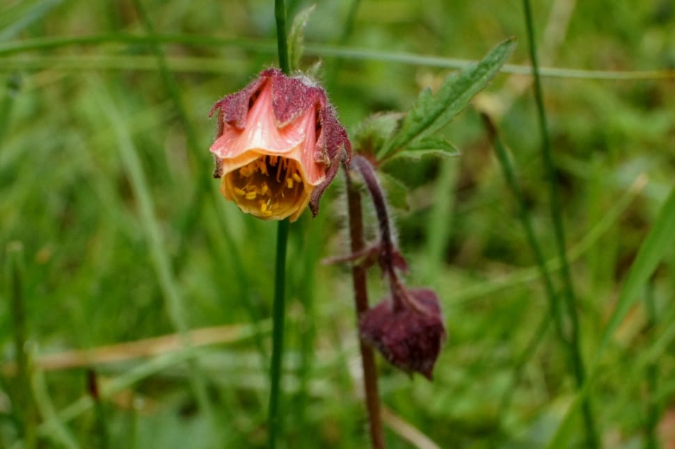Geum Rivale, Bloom, Blossom, Bach Avens, flower, growth preview