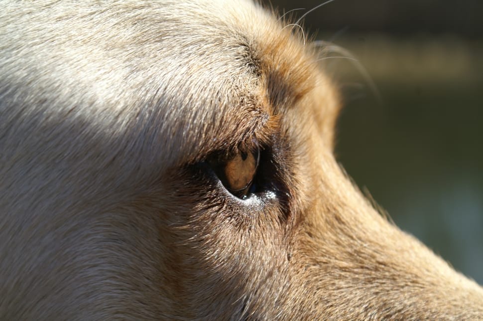 Dog, Labrador, Eye, Close, one animal, animal themes preview