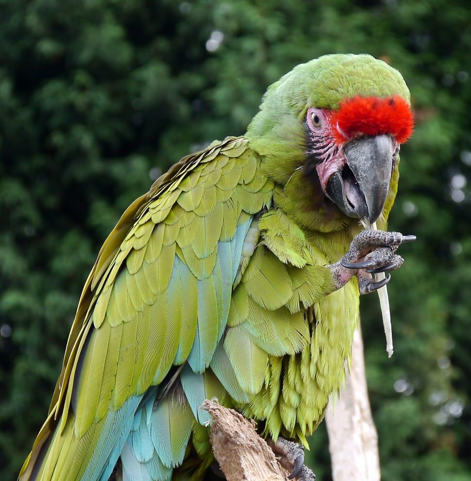 Parrot, Wings, Bird, Feather, Fly, Macaw, parrot, macaw preview