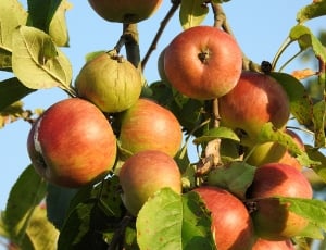 bundle of apple in tree thumbnail