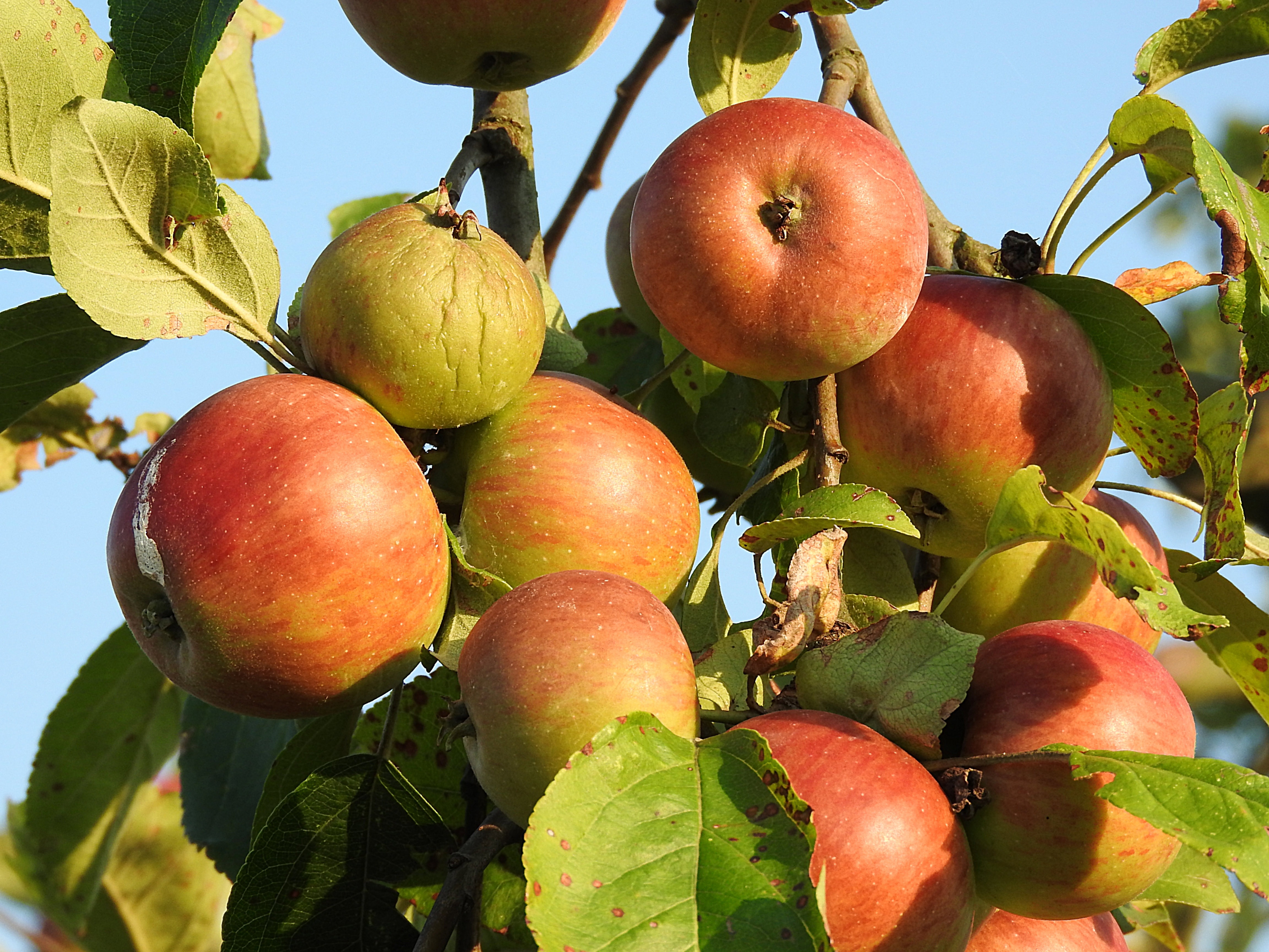 bundle of apple in tree