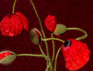 red poppies still life painting thumbnail