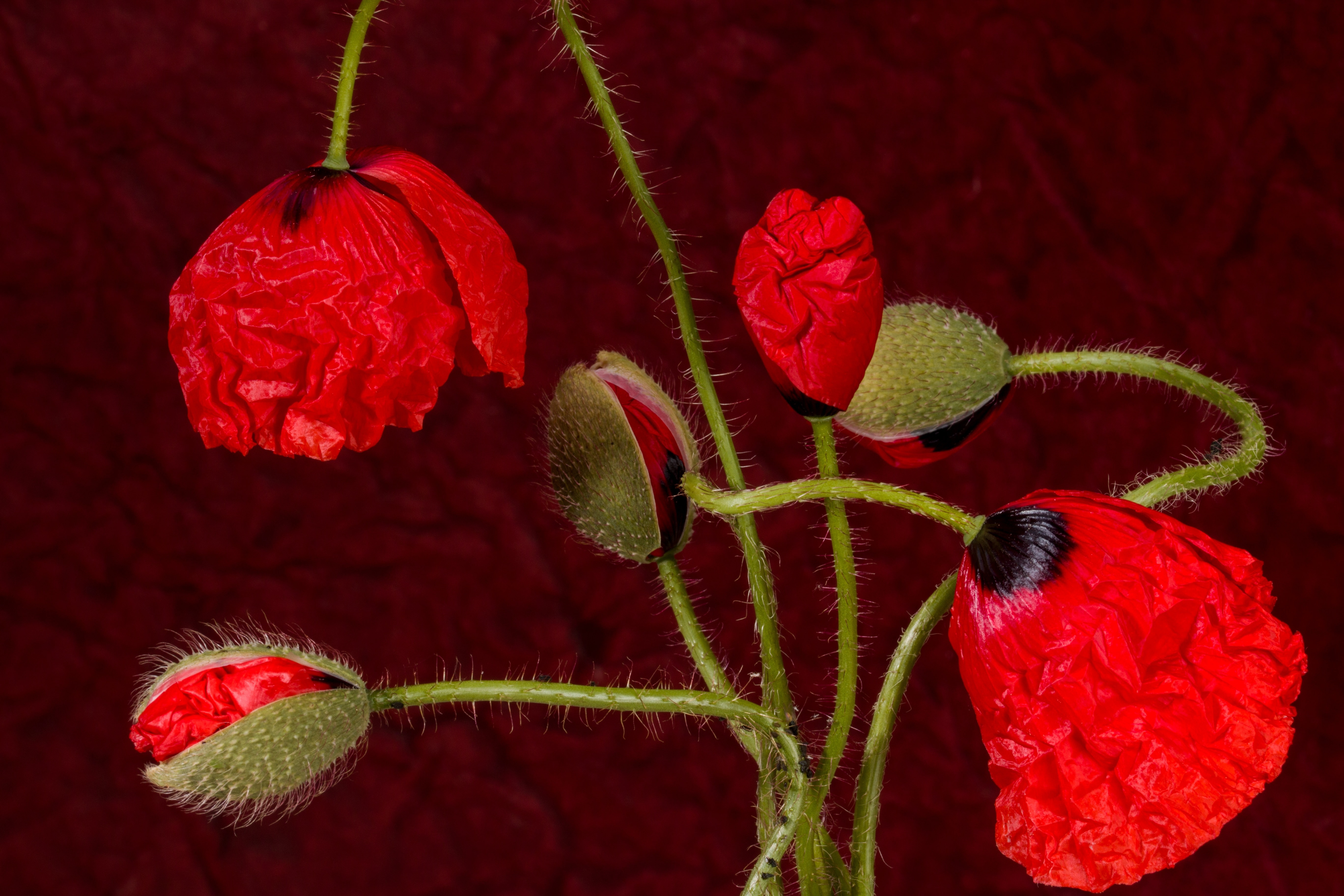 red poppies still life painting