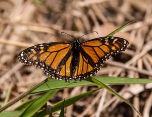 black and brown butterfly thumbnail