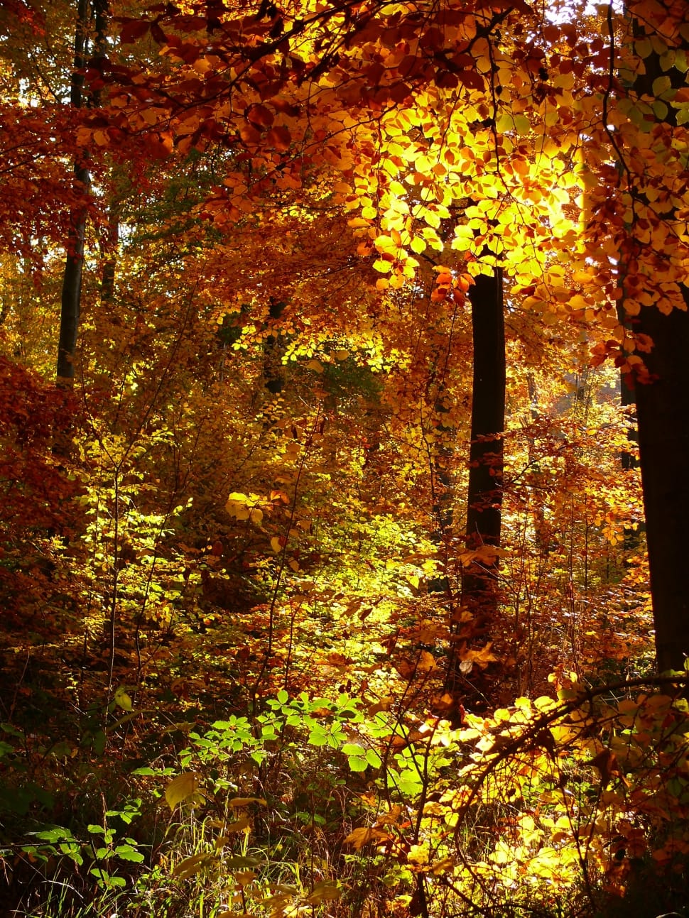 Golden Autumn, Autumn, Forest, autumn, tree preview