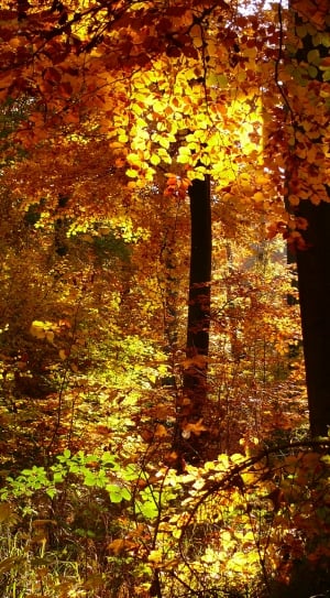 Golden Autumn, Autumn, Forest, autumn, tree thumbnail