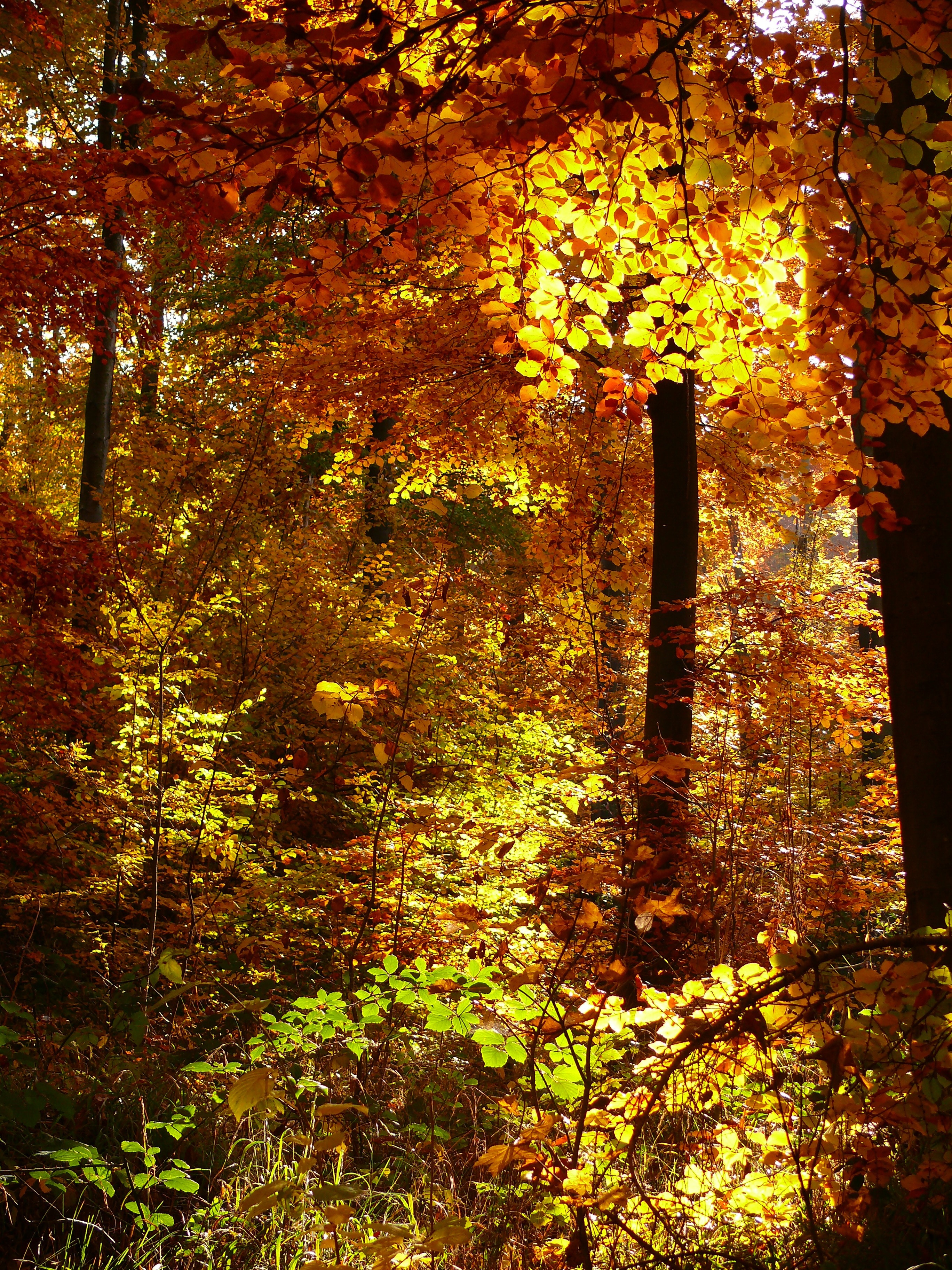 Golden Autumn, Autumn, Forest, autumn, tree