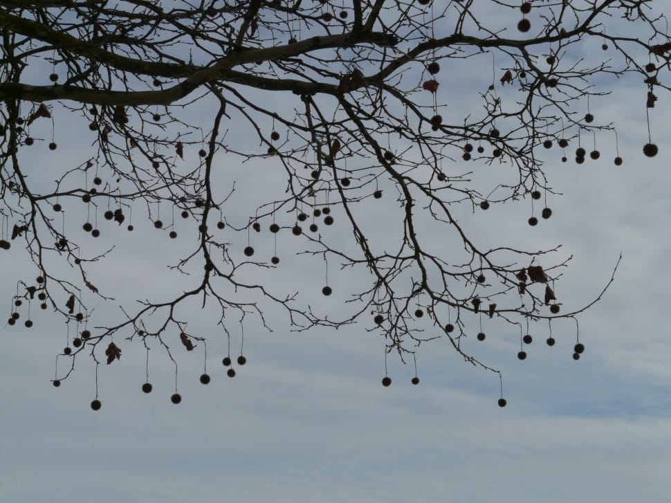 silhouette photo of tree preview