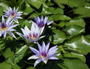 purple water lily thumbnail