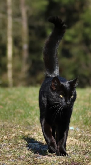black cat thumbnail