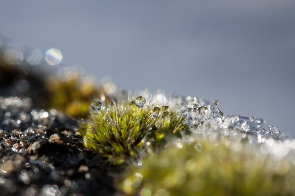 green grass with water droplets preview