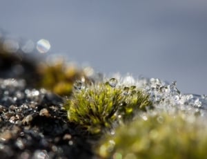 green grass with water droplets thumbnail