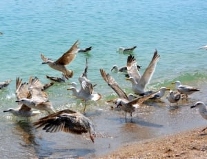 seagulls in water thumbnail