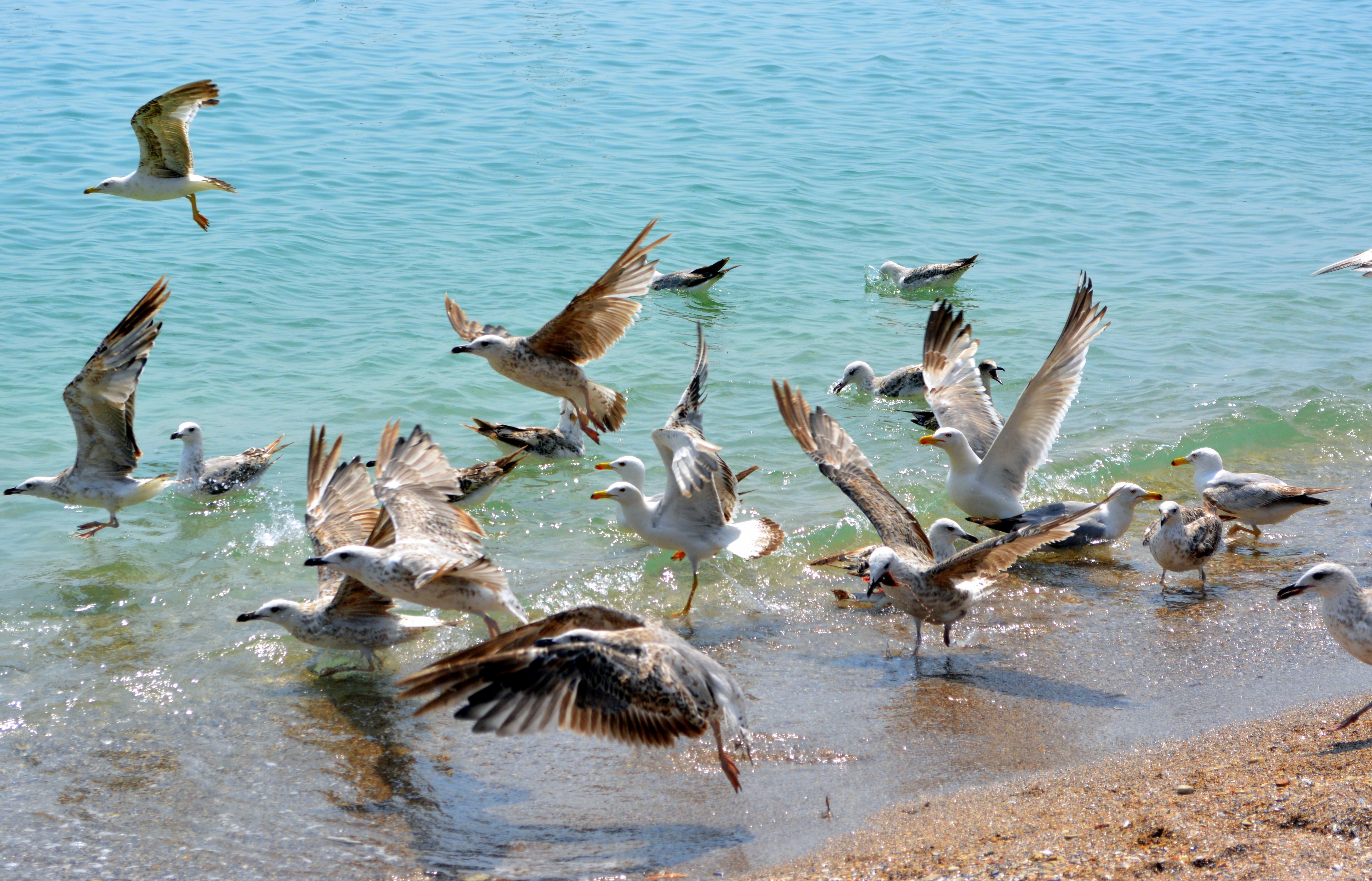 seagulls in water
