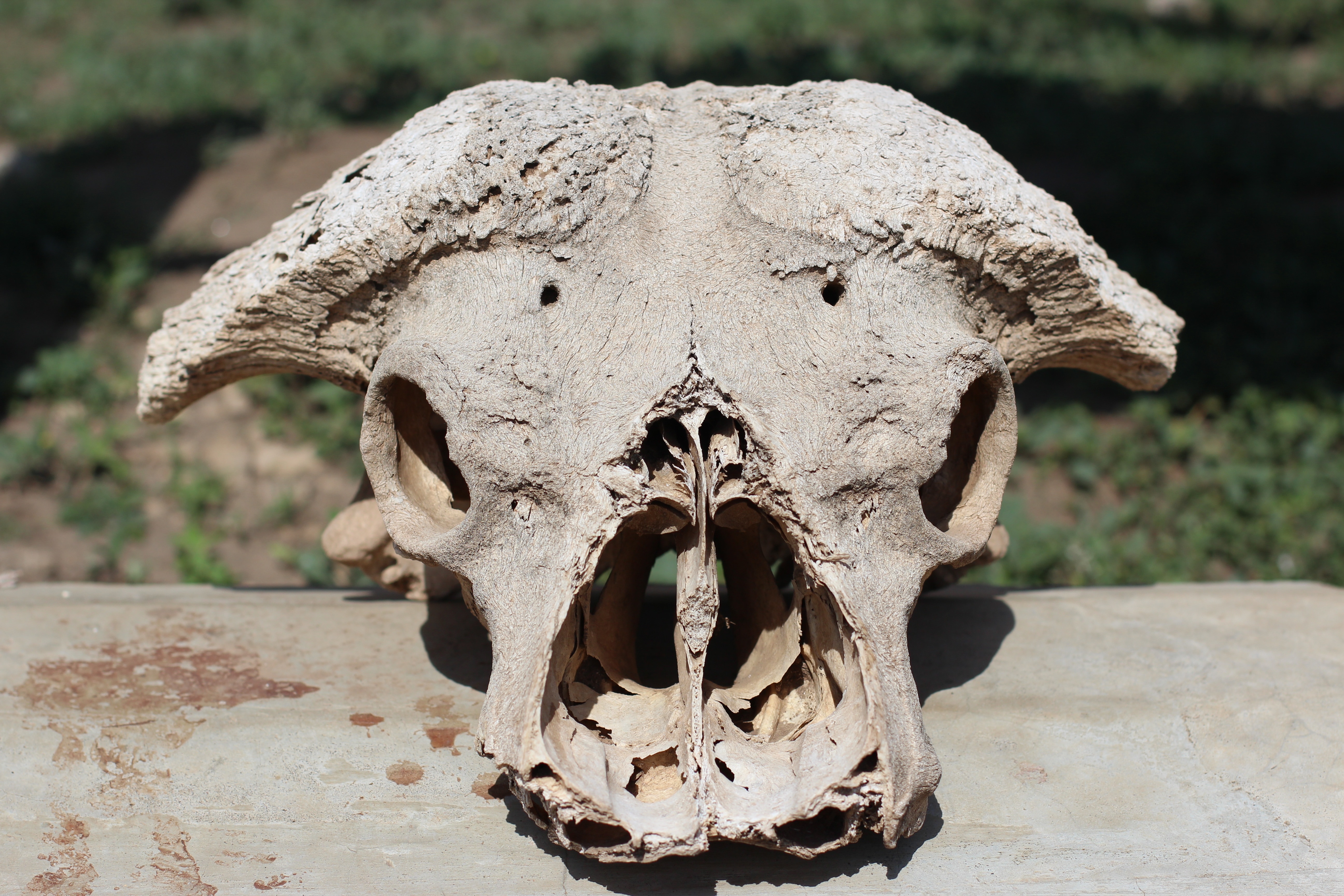 gray animal skull