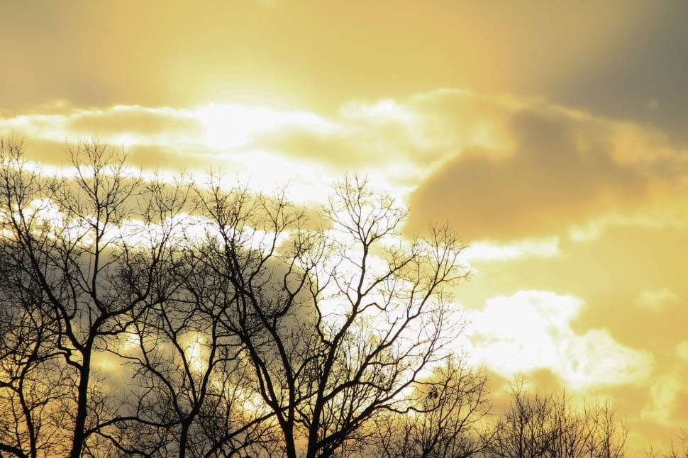bare tree photo during daytime preview